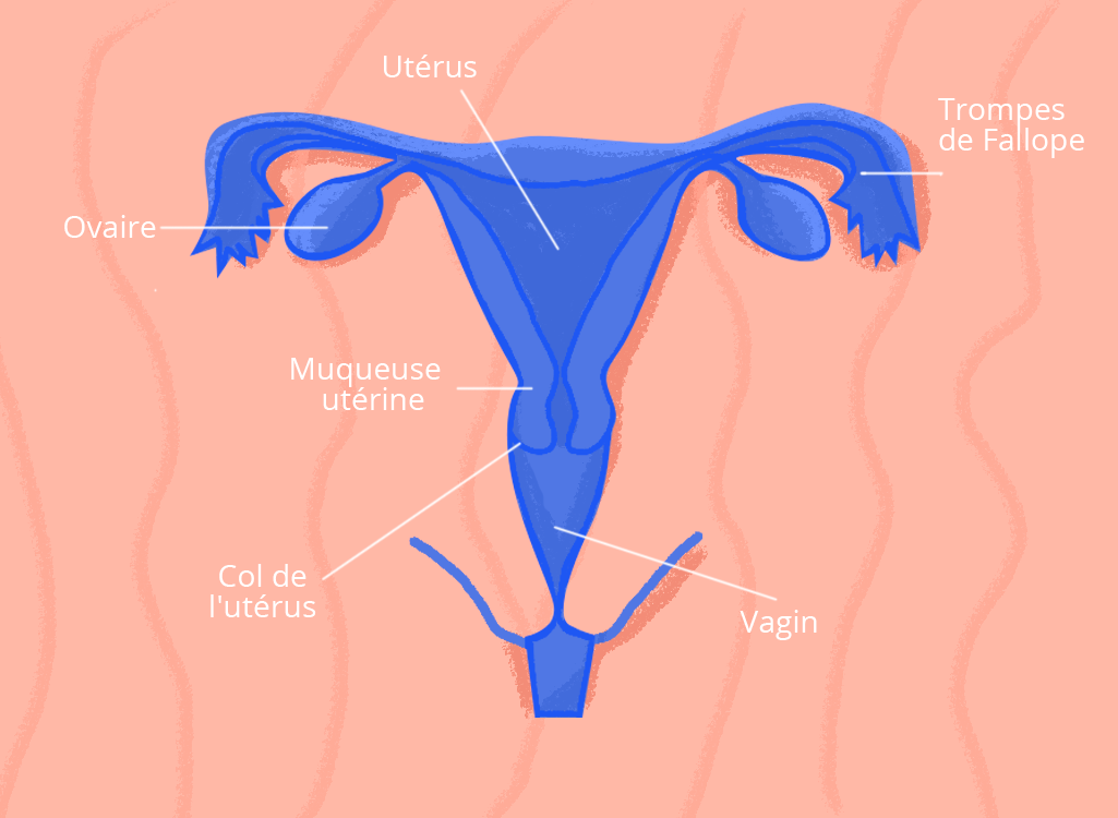 Anatomie interne de la femme