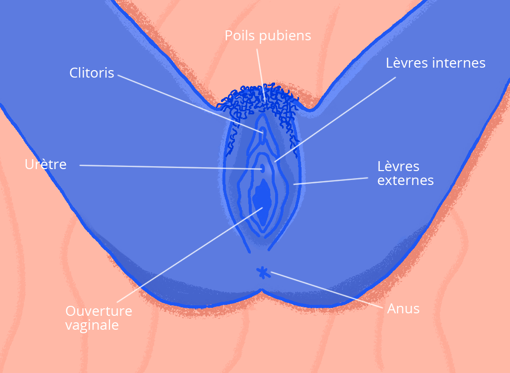 Anatomie externe de la femme