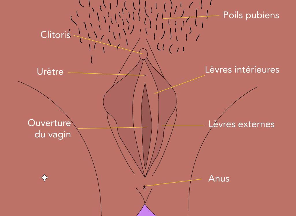 Anatomie externe de la femme