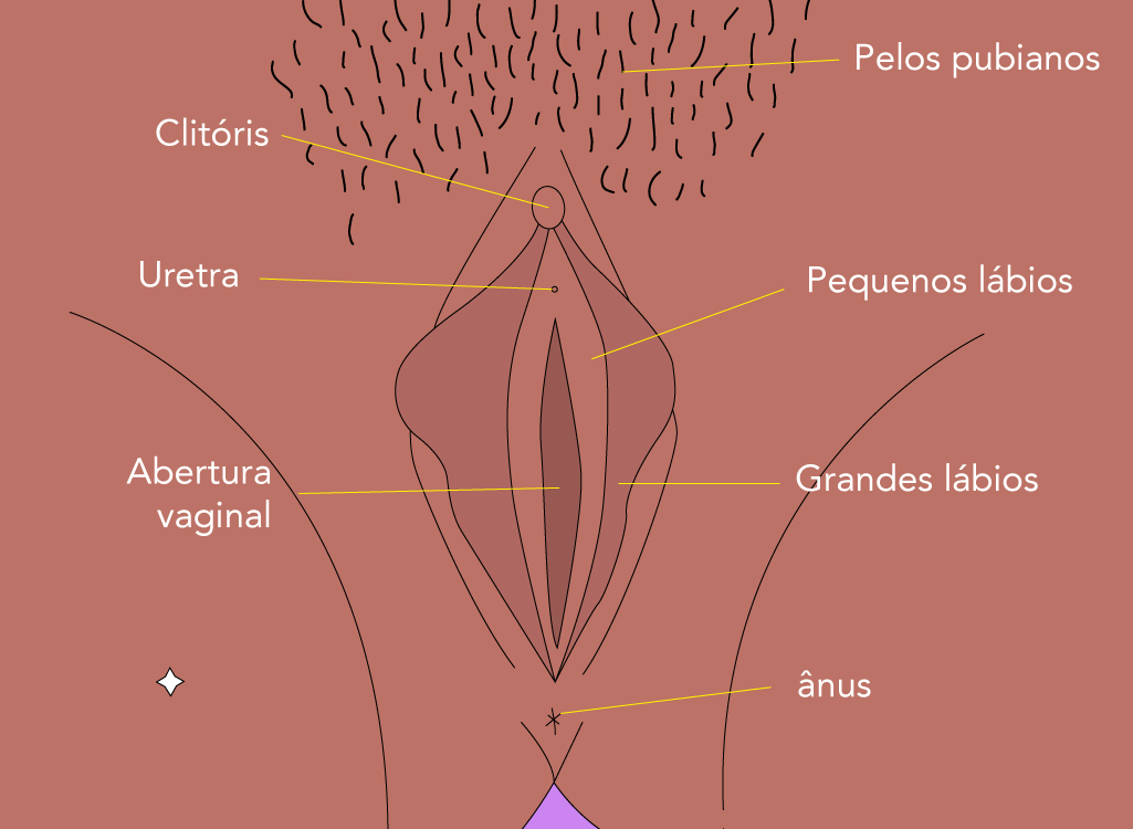 Anatomia externa feminina