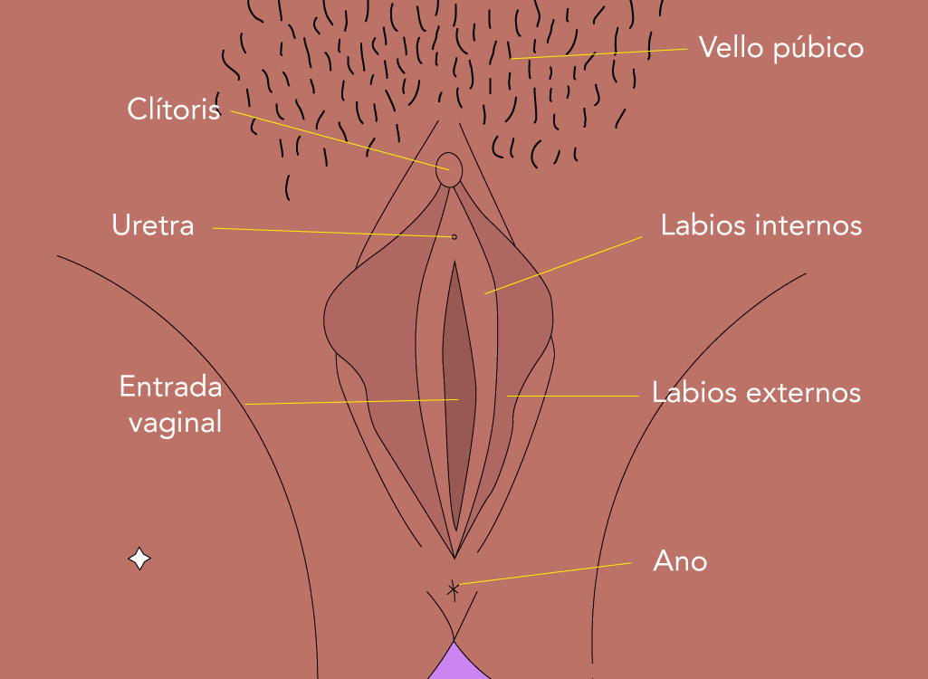Anatomía externa de la mujer