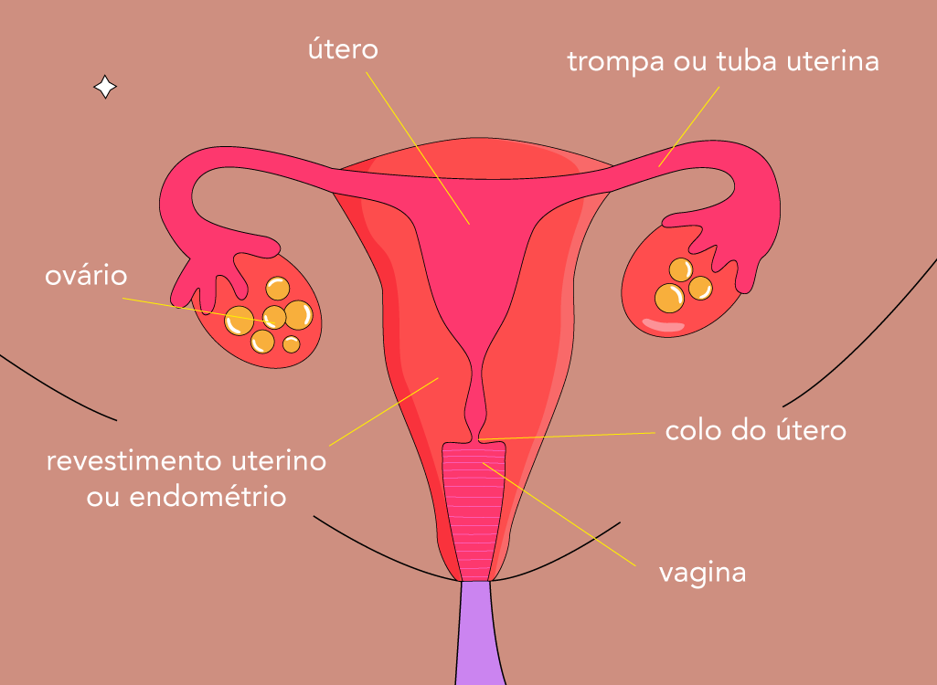 Anatomia interna feminina