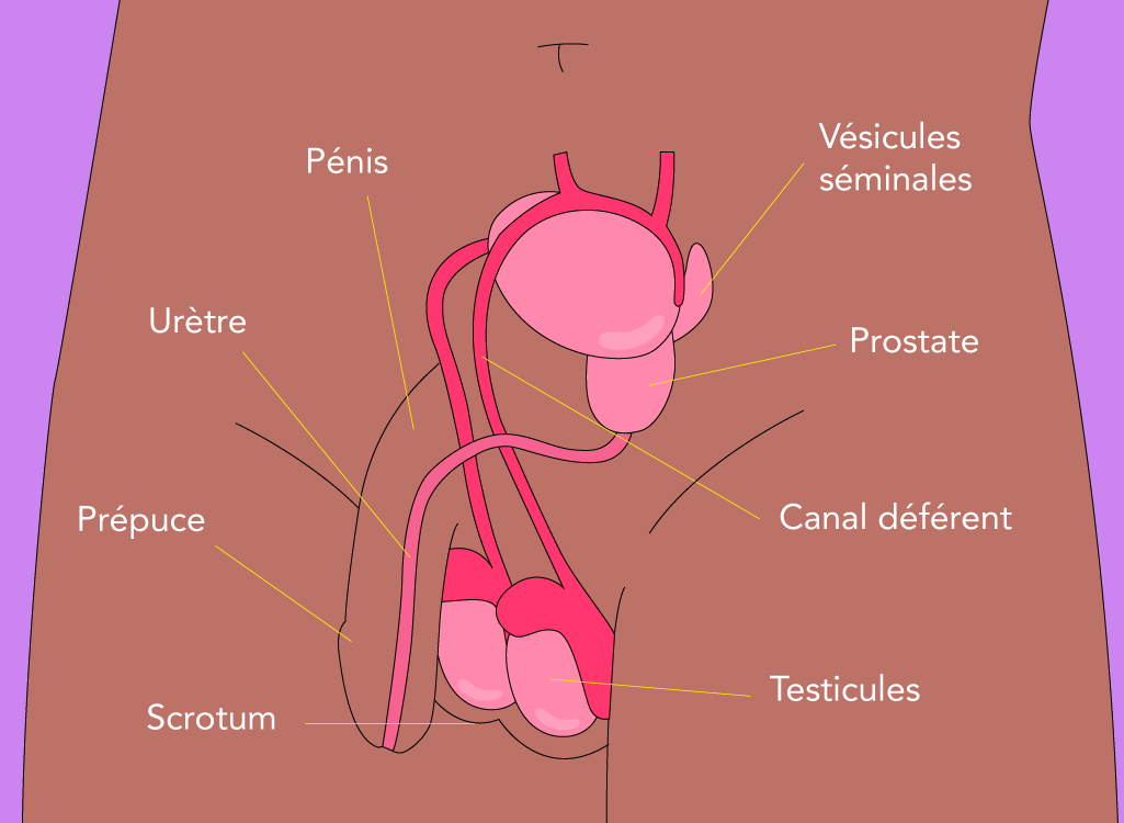 Anatomie masculine