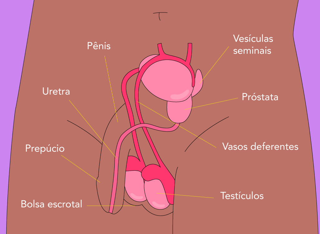 Anatomia Masculina
