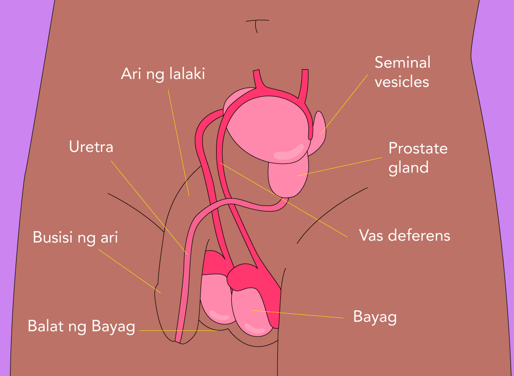 Anatomiya ng Lalake