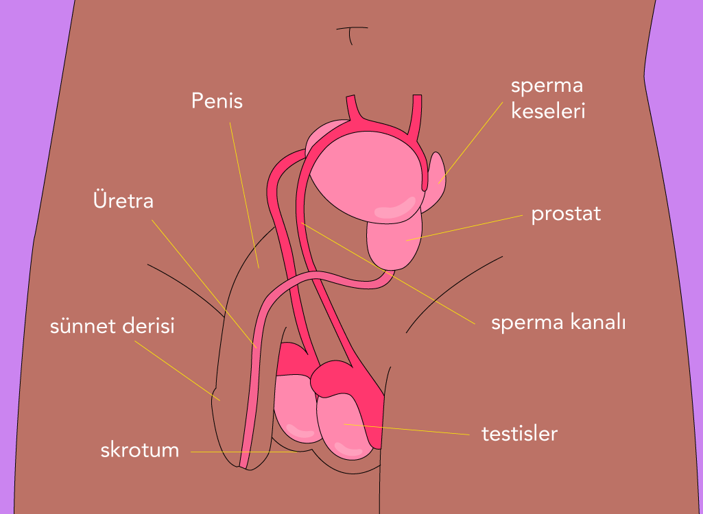 erkek anatomisi